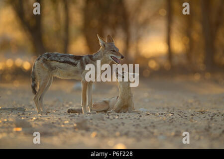 wild dogs mating