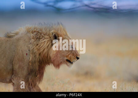 Wild male lion In Savanna Stock Photo