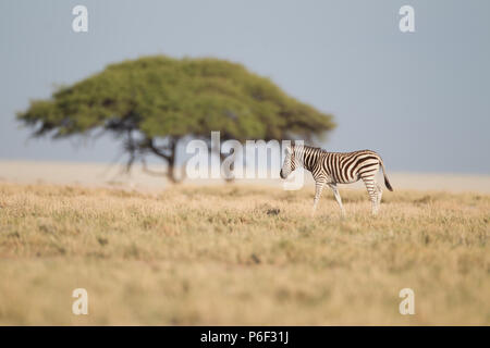 Zebra walking on savanna in Etosha plains Stock Photo