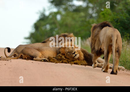 Male lions rolling on elephant dung to disguise their scent elephant hunter lions, elephant hunting lions Stock Photo