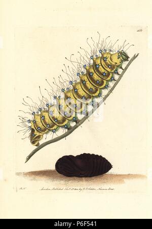 Caterpillar and pupa of the great peacock moth, Saturnia pyri (Phalaena junonia). Illustration drawn and engraved by Richard Polydore Nodder. Handcoloured copperplate engraving from George Shaw and Frederick Nodder's 'The Naturalist's Miscellany,' London, 1800. Stock Photo