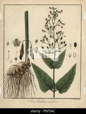 Figwort, Scrophularia nodosa. Handcoloured copperplate engraving by F. Guimpel from Dr. Friedrich Gottlob Hayne's Medical Botany, Berlin, 1822. Hayne (1763-1832) was a German botanist, apothecary and professor of pharmaceutical botany at Berlin University. Stock Photo