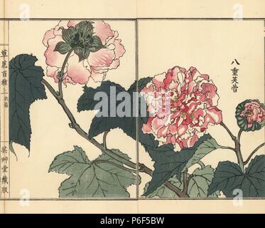 Fuyou or double-petaled cotton rose, Hibiscus mutabilis. Handcoloured woodblock print by Kono Bairei from Kusa Bana Hyakushu (One Hundred Varieties of Flowers), Tokyo, Yamada, 1901. Stock Photo