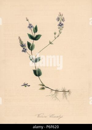 Germander speedwell, Veronica chamaedrys. Handcoloured zincograph by C. Chabot drawn by Miss M. A. Burnett from her 'Plantae Utiliores: or Illustrations of Useful Plants,' Whittaker, London, 1842. Miss Burnett drew the botanical illustrations, but the text was chiefly by her late brother, British botanist Gilbert Thomas Burnett (1800-1835). Stock Photo