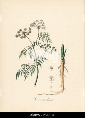 Common, greater, spotted or poison hemlock, Conium maculatum. Handcoloured zincograph by C. Chabot drawn by Miss M. A. Burnett from her 'Plantae Utiliores: or Illustrations of Useful Plants,' Whittaker, London, 1842. Miss Burnett drew the botanical illustrations, but the text was chiefly by her late brother, British botanist Gilbert Thomas Burnett (1800-1835). Stock Photo