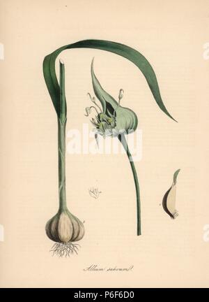 Common garlic, Allium sativum, with bulb, clove, flower and leaf. Handcoloured zincograph by C. Chabot drawn by Miss M. A. Burnett from her 'Plantae Utiliores: or Illustrations of Useful Plants,' Whittaker, London, 1842. Miss Burnett drew the botanical illustrations, but the text was chiefly by her late brother, British botanist Gilbert Thomas Burnett (1800-1835). Stock Photo
