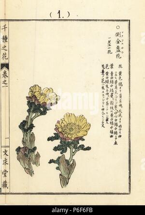 Fukujusou or far east amur adonis, Adonis amurensis. Handcoloured woodblock print by Kono Bairei from Senshu no Hana (One Thousand Varieties of Flowers), Bunkyudo, Kyoto, 1900. Stock Photo