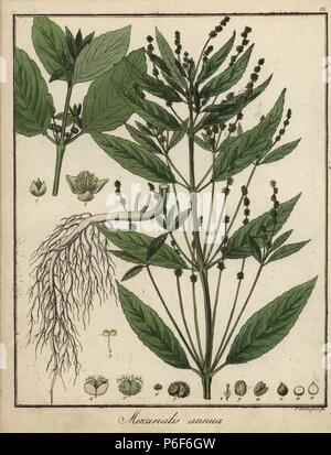 Annual mercury, Mercurialis annua. Handcoloured copperplate engraving by F. Guimpel from Dr. Friedrich Gottlob Hayne's Medical Botany, Berlin, 1822. Hayne (1763-1832) was a German botanist, apothecary and professor of pharmaceutical botany at Berlin University. Stock Photo