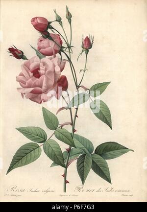 Old Blush rose, Rosa chinensis Old Blush (Rosa indica vulgaris). Handcoloured stipple copperplate engraving by Bessin after an illustration by Pierre-Joseph Redoute from 'Les Roses,' Firmin Didot, Paris, 1817. Stock Photo