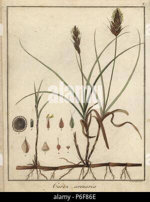 Sand sedge, Carex arenaria. Handcoloured copperplate engraving by F. Guimpel from Dr. Friedrich Gottlob Hayne's Medical Botany, Berlin, 1822. Hayne (1763-1832) was a German botanist, apothecary and professor of pharmaceutical botany at Berlin University. Stock Photo