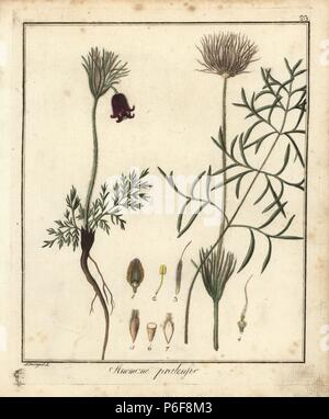 Pasque flower, Pulsatilla vulgaris. Handcoloured copperplate engraving by F. Guimpel from Dr. Friedrich Gottlob Hayne's Medical Botany, Berlin, 1822. Hayne (1763-1832) was a German botanist, apothecary and professor of pharmaceutical botany at Berlin University. Stock Photo