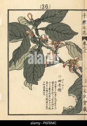 Daidai or bitter orange flower, Citrus aurantium. Handcoloured woodblock print by Kono Bairei from Senshu no Hana (One Thousand Varieties of Flowers), Bunkyudo, Kyoto, 1889. Stock Photo