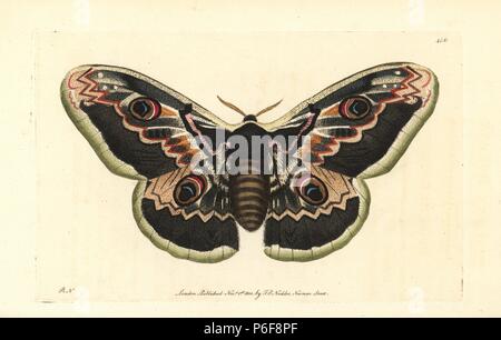 Great peacock moth, Saturnia pyri (Phalaena junonia). Illustration drawn and engraved by Richard Polydore Nodder. Handcoloured copperplate engraving from George Shaw and Frederick Nodder's 'The Naturalist's Miscellany,' London, 1800. Stock Photo