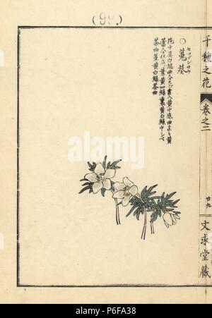 Setsubunsou or winterstern, Shibateranthis pinnatifida. Handcoloured woodblock print by Kono Bairei from Senshu no Hana (One Thousand Varieties of Flowers), Bunkyudo, Kyoto, 1900. Stock Photo