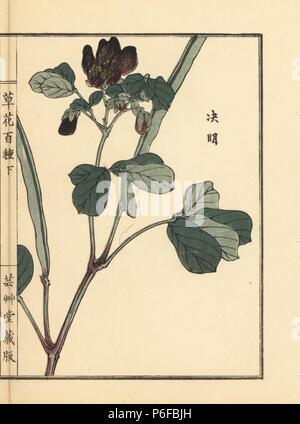 Ketsumei, Chinese senna or sicklepod, Senna obtusifolia. Handcoloured woodblock print by Kono Bairei from Kusa Bana Hyakushu (One Hundred Varieties of Flowers), Tokyo, Yamada, 1901. Stock Photo