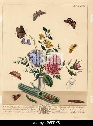 Mottled or frosted orange moth, Gortyna flavago, half mourner, Ceropacha diluta, ringlet, Aphantopus hyperantus, barred yellow, Cidaria fulvata, seven-spot ermine or muslin moth, Diaphora mendica, and orange underwing, Archiearis parthenias. Handcoloured lithograph after an illustration by Moses Harris from 'The Aurelian; a Natural History of English Moths and Butterflies,' new edition edited by J. O. Westwood, published by Henry Bohn, London, 1840. Stock Photo