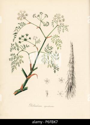 Fine-leaved water dropwort, Oenanthe aquatica (Fine-leaved water hemlock, Oenanthe phellandrium). Handcoloured zincograph by C. Chabot drawn by Miss M. A. Burnett from her 'Plantae Utiliores: or Illustrations of Useful Plants,' Whittaker, London, 1842. Miss Burnett drew the botanical illustrations, but the text was chiefly by her late brother, British botanist Gilbert Thomas Burnett (1800-1835). Stock Photo
