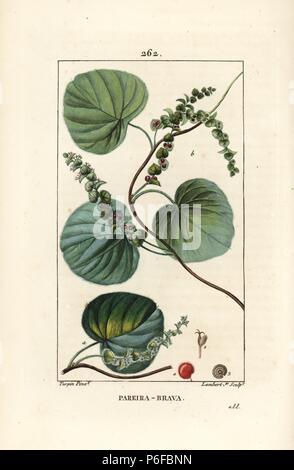 Wild vine or abuta, Cissampelos pareira, with flower, leaf, tendril and fruit. Handcoloured stipple copperplate engraving by Lambert Junior from a drawing by Pierre Jean-Francois Turpin from Chaumeton, Poiret and Chamberet's 'La Flore Medicale,' Paris, Panckoucke, 1830. Turpin (17751840) was one of the three giants of French botanical art of the era alongside Pierre Joseph Redoute and Pancrace Bessa. Stock Photo
