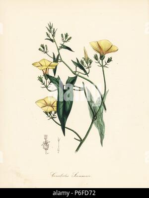 Syrian bindweed or scammony, Convolvulus scammonia. Taken from an illustration by William Clark in Churchill and Stephenson's 'Medical Botany.' Handcoloured zincograph by C. Chabot drawn by Miss M. A. Burnett from her 'Plantae Utiliores: or Illustrations of Useful Plants,' Whittaker, London, 1842. Miss Burnett drew the botanical illustrations, but the text was chiefly by her late brother, British botanist Gilbert Thomas Burnett (1800-1835). Stock Photo