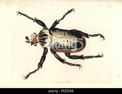 Royal goliath beetle, Goliathus regius. Illustration drawn and engraved by Richard Polydore Nodder. Handcoloured copperplate engraving from George Shaw and Frederick Nodder's 'The Naturalist's Miscellany,' London, 1805. Stock Photo