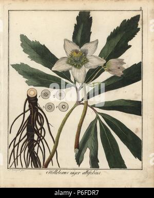 Christmas rose or black hellebore, Helleborus niger allifolius. Handcoloured copperplate engraving by F. Guimpel from Dr. Friedrich Gottlob Hayne's Medical Botany, Berlin, 1822. Hayne (1763-1832) was a German botanist, apothecary and professor of pharmaceutical botany at Berlin University. Stock Photo