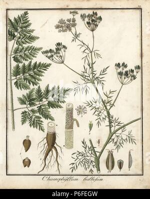 Turnip-rooted chervil, Chaerophyllum bulbosum. Handcoloured copperplate engraving from Dr. Friedrich Gottlob Hayne's Medical Botany, Berlin, 1822. Hayne (1763-1832) was a German botanist, apothecary and professor of pharmaceutical botany at Berlin University. Stock Photo