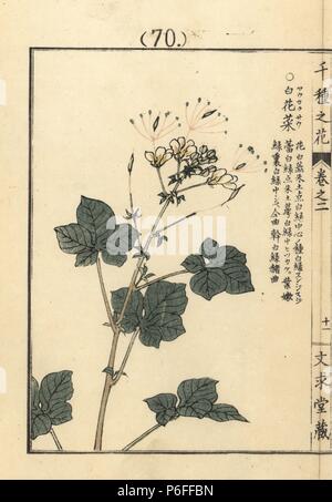 Youkakusou, spiderflower or African cabbage, Gynandropsis gynandra. Handcoloured woodblock print by Kono Bairei from Senshu no Hana (One Thousand Varieties of Flowers), Bunkyudo, Kyoto, 1900. Stock Photo