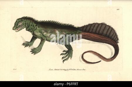 Amboina sail-finned lizard, Hydrosaurus amboinensis (Amboina lizard, Lacerta amboinensis). Illustration drawn and engraved by Richard Polydore Nodder. Handcoloured copperplate engraving from George Shaw and Frederick Nodder's 'The Naturalist's Miscellany,' London, 1799. Stock Photo