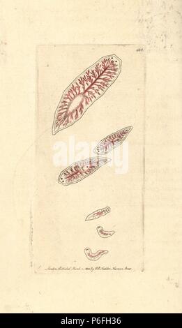 White planaria, Planaria lactea. Illustration drawn by George Shaw. Handcoloured copperplate engraving from George Shaw and Frederick Nodder's 'The Naturalist's Miscellany,' London, 1800. Stock Photo