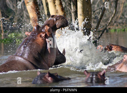 Hippos fighting in Lake Naivasha Stock Photo