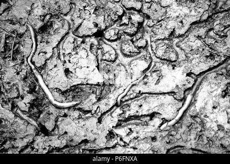 Earthworms and worm casts in the mud Stock Photo