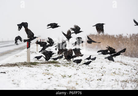 A flock of crows flying above the frozen field Stock Photo