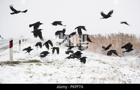 A flock of crows flying above the frozen field Stock Photo