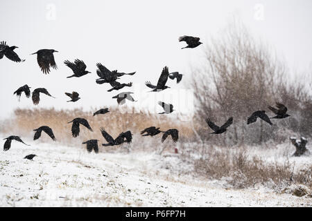 A flock of crows flying above the frozen field Stock Photo