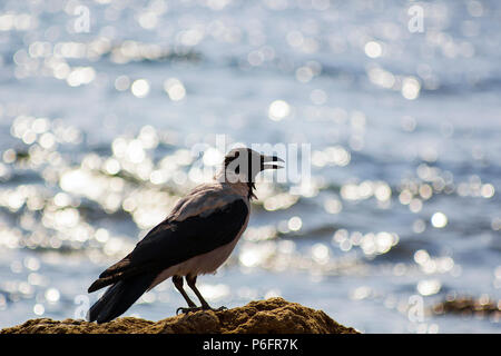 Silhouette black and gray bird like crow on beach near sea. Silhouette Corvus cornix bird, hooded crow, hoodie, Scotch crow, Danish crow, grey crow, m Stock Photo
