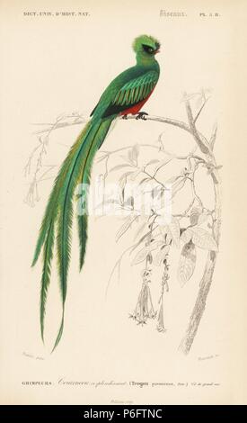 Resplendent quetzal, Pharomachrus mocinno. Handcoloured engraving by Fournier after an illustration by Edouard Travies from Charles d'Orbigny's Dictionnaire Universel d'Histoire Naturelle (Dictionary of Natural History), Paris, 1849. Stock Photo