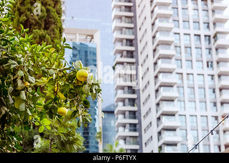 Harmony of nature and modern urban landscape. Grapefruit tree front of modern glass apartment buildings in a green residential area in the city. Selective focus, copy space. Stock Photo