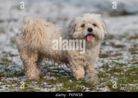 Maltese dog / shih tzu crossover in snow playing with tennis ball Stock Photo