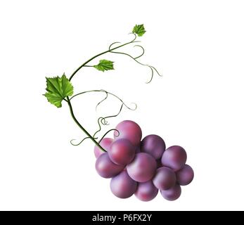 Fresh bunch of grapes purple on white background Stock Vector