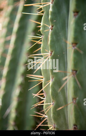 Cactus detail, Stenocereus marginatus, cactacae, Mediterranean Botanical garden, Soller, Mallorca, Spain Europe Stock Photo