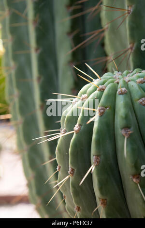 Cactus detail, Stenocereus marginatus, cactacae, Mediterranean Botanical garden, Soller, Mallorca, Spain Europe Stock Photo
