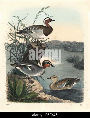 Garganay, Anas querquedula 1, and common teal, Anas crecca, male 2, and female 3. Handcoloured lithograph from Carl Hoffmann's Book of the World, Stuttgart, 1857. Stock Photo