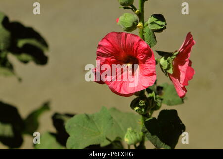 Common hollyhock ornamental plant, light red colored. Stock Photo