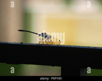Dragonfly Sources Needed Minerals Stock Photo