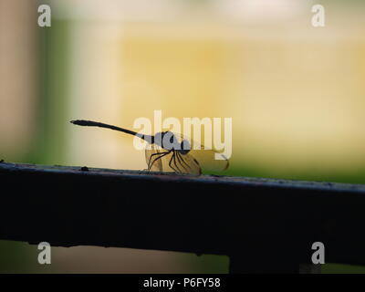 Dragonfly Sources Needed Minerals Stock Photo