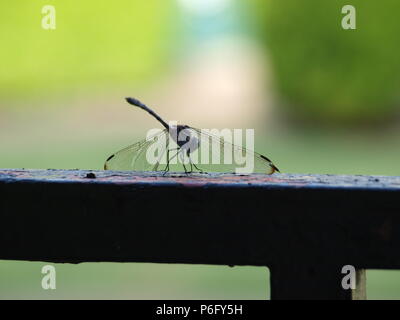 Dragonfly Sources Needed Minerals Stock Photo