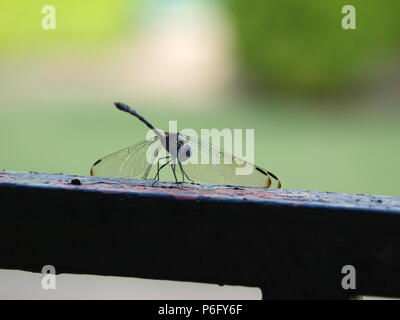 Dragonfly Sources Needed Minerals Stock Photo