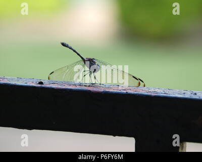 Dragonfly Sources Needed Minerals Stock Photo