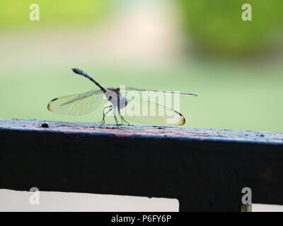 Dragonfly Sources Needed Minerals Stock Photo