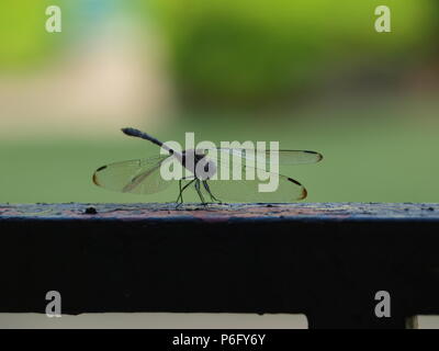 Dragonfly Sources Needed Minerals Stock Photo